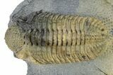 Large, Prone, Spiny Drotops Armatus Trilobite - Top Quality #325667-2